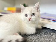 Seltenes Katzenbaby mit blauen Augen sucht ein liebevolles Zuhause - Mönchengladbach