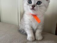 Britisch Kurzhaar Kitten - Castrop-Rauxel