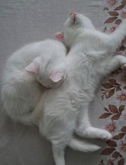 🐾 Zwei weiße Britisch-Kurzhaar-Katzenbabys suchen ein Zuhause 🏡 - Osnabrück