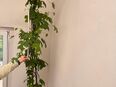 2,80m hoher Tulpenbaum „original verpackt“ in 50667