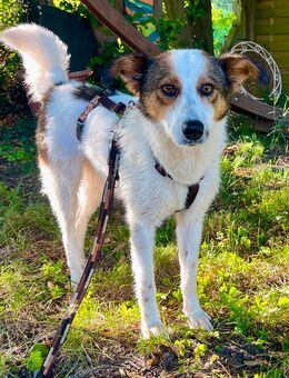Schlappohren Lilly (2) sucht liebes Zuhause 🩷 - Köln