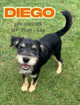 Diego - unser Struwwleheld - Rinteln
