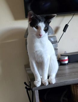 Leo auf PS in Olfen - Olfen