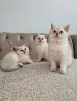 Bkh Kitten Abgabebereit! - Braunschweig