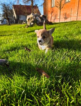 Welsh Corgi Pembroke WELPEN - Boos (Bayern)