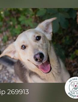 Chip 269913: Hundekind sucht ein Zuhause - Kirchzell