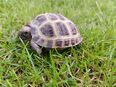 Vierzehen (Russische) Landschildkröten, Testudo horsfieldii, aus unserer Hobbyzucht zu verkaufen in 35112