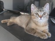 BKH Katerchen sucht noch ein liebevolles Zuhause - Heusweiler