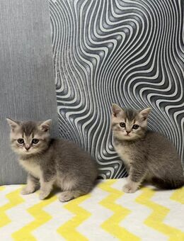 Reinrassige bkh kitten lilac grau Blue golden Shell Shaded Chocolate braun blau katze Kater kätzchen - Ahlen