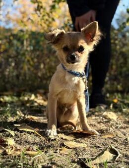 Wem darf Kendrix sein Herz schenken? - Heinsberg
