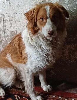 Bailey; sanfte Seele braucht Ruhe - Geilenkirchen