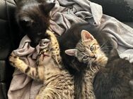 5 BaBy Katzen zu verkaufen - Großkrotzenburg