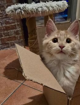 Reinrassige Maine Coon Kitten - Märkische Heide