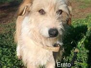 Erato - Mannheim