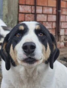 Aria sanfte Schäferhund-Dame - Eixen