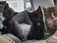 Katzen - Itzehoe