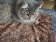 Verkaufe eine Main-Coon und Main-Coon Mix - Katzhütte