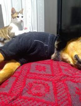 🐱 Entdecker Goshi sucht Happy Home🐱❣️ - Eislingen (Fils)