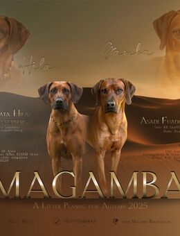 Wurfplanung Rhodesian Ridgeback Welpen 2025 Internationaler Champion - Mechelroda