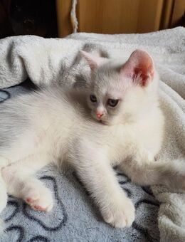 Katze Britishurzhaar reinrassig - Frankfurt (Main) Sindlingen