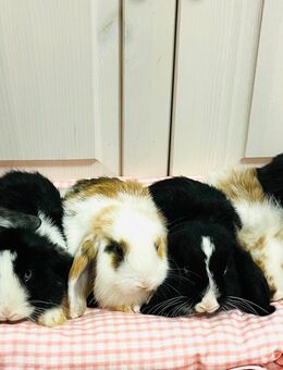 Zwergkaninchen Babys Minilop Zwergwidder - München Hadern