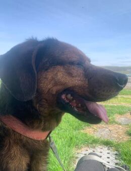 Leidet im Tierheim Bruno - Neustadt (Rübenberge)