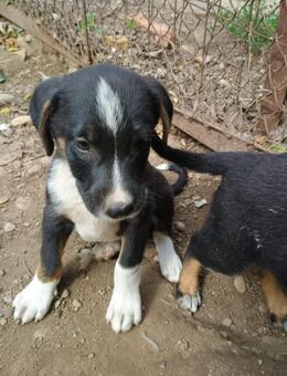 Seppl möchte dich begeistern - Celle