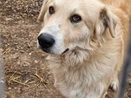 Goldie-Retriever Dany wartet auf dich - Mannheim