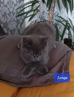 Reinrassige BKH Kitten - Brakel