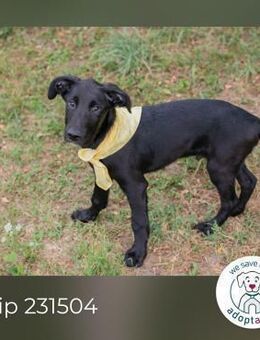 Chip 231504: Hundekind sucht ein Zuhause - Kirchzell