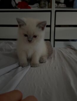 BKH kitten sucht ein neues Zuhause - Weilburg Zentrum