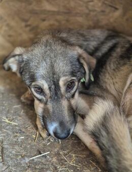 Süße MIRA sucht liebevolle Menschen - Neuberg