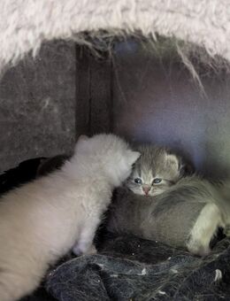 Britische kurzeHaare kitten - Dortmund