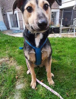 Noya ist ein zartes Seelchen 🐾 - Elsdorf (Nordrhein-Westfalen)