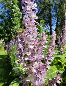 Samen Muskateller Salbei Muskatellersalbei Salvia sclarea - Euskirchen