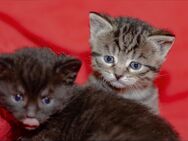 Kleine Kätzchen in liebe Hände abzugeben - Gomadingen