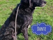 Dante braucht ein liebevolles Zuhause - Flörsheim-Dalsheim