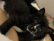 Katzenbabys suchen ein neues Zuhause - Greven (Nordrhein-Westfalen)
