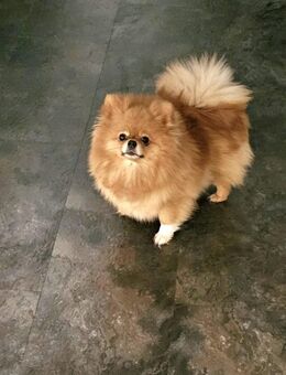 Zwergspitz/pom..Weibchen zum verkaufen - Iserlohn