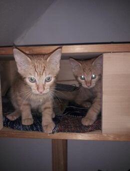 Katze sucht neues zu Hause - Claußnitz