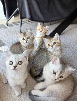 Britisch Kurzhaar Kitten suchen liebesvolles Zuhause - Petersberg (Hessen)
