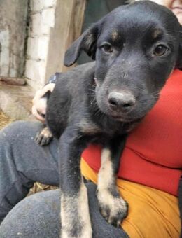 2 Welpenmädchen Coco und Negruta - Düsseldorf