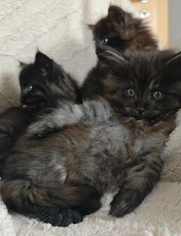 Norwegische Waldkatze Kitten - Kalefeld