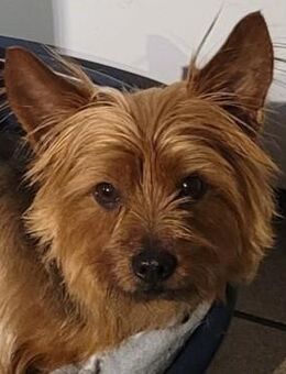 Yorkshire Terrier - Hünfeld (Konrad-Zuse-Stadt)