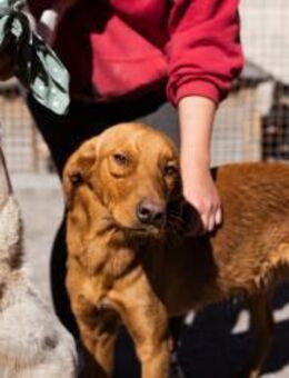 Zuckerbub ♥Veit♥ aktiver Schmuse-Schatz - Hamburg