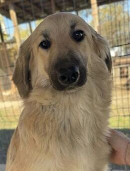 SYBILL ~blondes flauschiges Hundemädchen - Duisburg