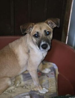 🐾✨ SONY SUCHT SEINE FAMILIE (I) - Ludwigshafen (Rhein)