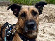 Tilda sucht ihr Für-Immer-Zuhause - Kallmünz