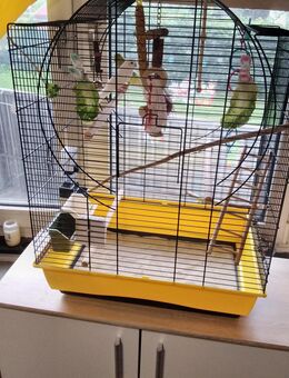 Wellensitich Paar sucht !!!DRINGEND!!! neues zuHause - Kassel