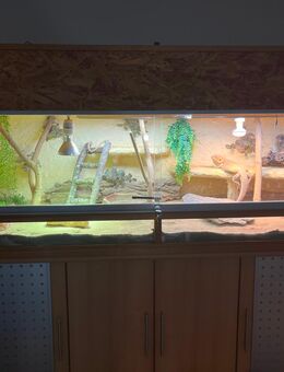Terrarium mit Bartagame - Krefeld